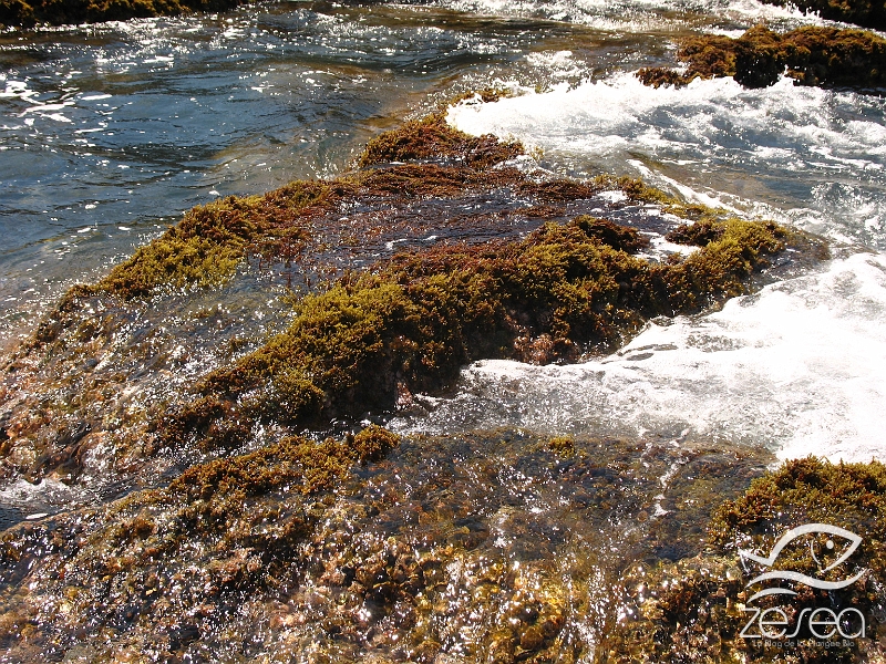 Cystoseira.jpg - Cystoseira sp. . Il existe une trentaine d'espèces de cystoseire en Méditerranée. On les trouve souvent sur les rochers juste en dessous de la surface dans les endroits battus. C'est un bon indicateur biologique du fait de leur sensibilité à la pollution.