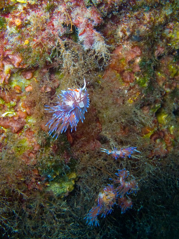 Cratena-peregrina-groupe.jpg - Cratena peregrina - Ordre des nudibranches. Cette limace de mer appelée Hervia, se rencontrent sur les parois rocheuses à faible profondeur pendant la période estivale, où elles peuvent se regrouper pour se reproduire.