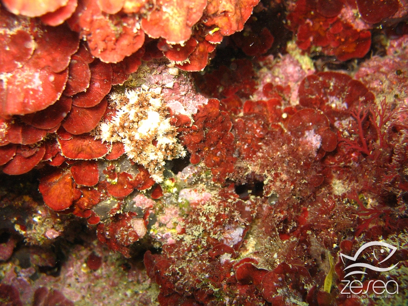 Peyssonelia-squamaria.jpg - Peyssonelia squamaria - Algues rouges. Vit dans les zones ombragées, surtout dans le coralligène dont elle participe à l'édification grâce à ses parties calcifiées.