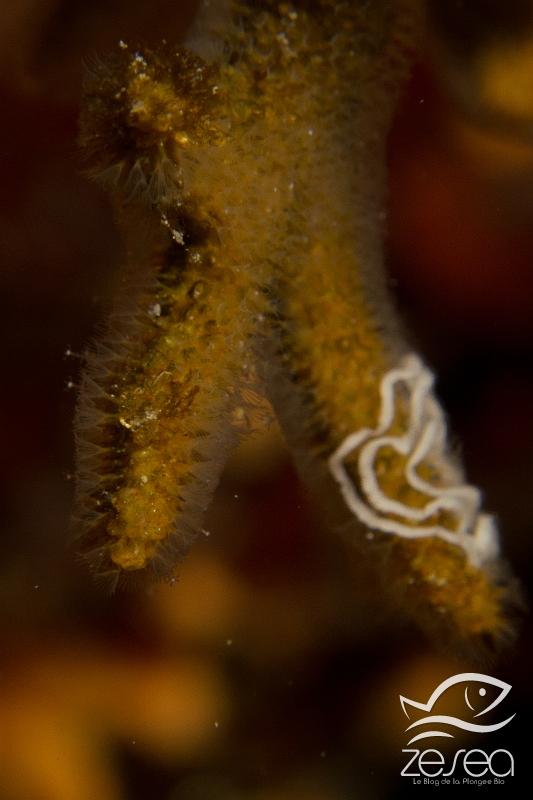 Turbicellepora-avicularis.jpg - Turbicellepora avicularis. Le turbicellepore cornu est un bryozoaire arbustif que l'on trouve notamment dans le coralligène. De couleur orangée, la colonie peut devenir verdâtre lorsqu'elle est recouverte d'algues minuscules.