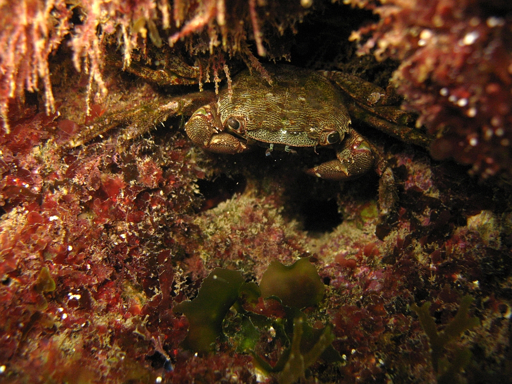 Crabe-marbre.jpg -  Pachygrapsus marmoratus. Classe des Décapodes. Ce petit crabe se retrouve souvent sur les rochers du bord. On l'appelle aussi le marbré.
