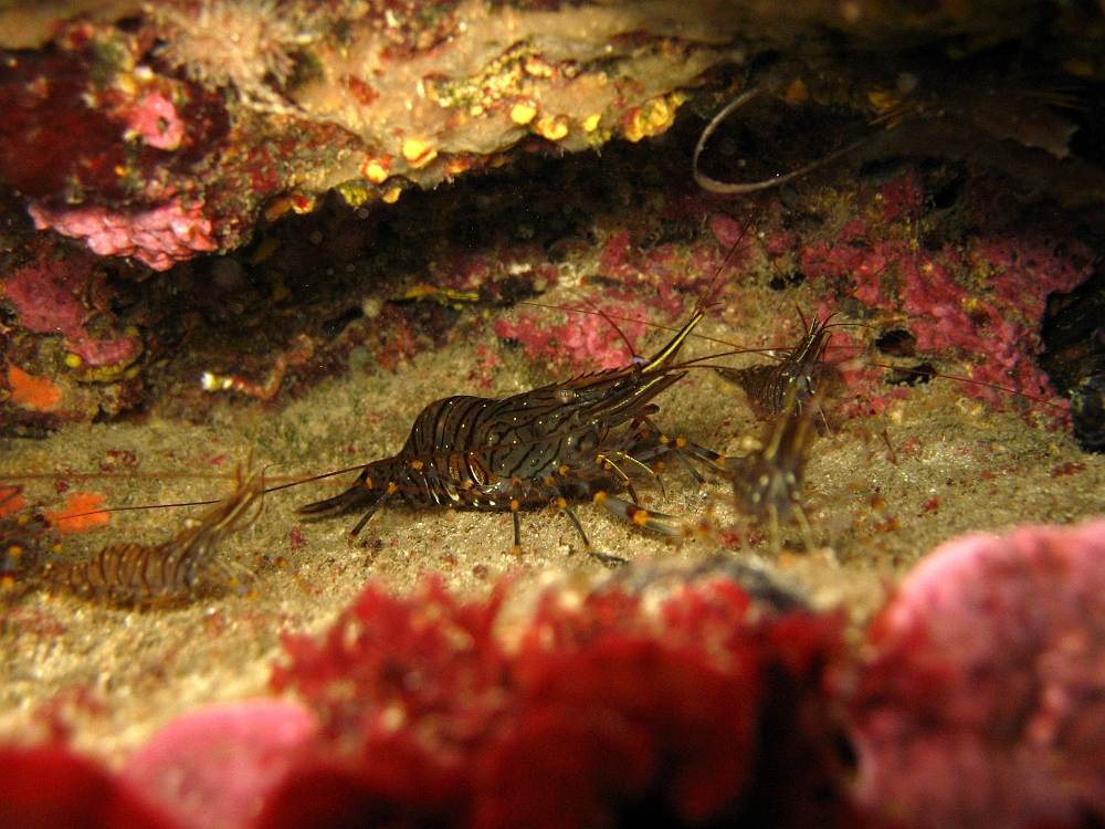 Crevette-bouquet.jpg -  Palaemon elegans. La crevette bouquet se rencontre dans les petits fonds jusqu'à 2m de profondeur, où elle est assez commune.