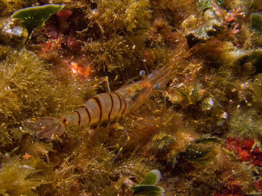 Crevette-rose.jpg - Palaemon serratus. La grande crevette rose, qui ressemble beaucoup à la crevette bouquet P. elegans, vit plus en profondeur et est de taille généralement plus grande, jusqu'à une quarantaine de mètres de profondeur.