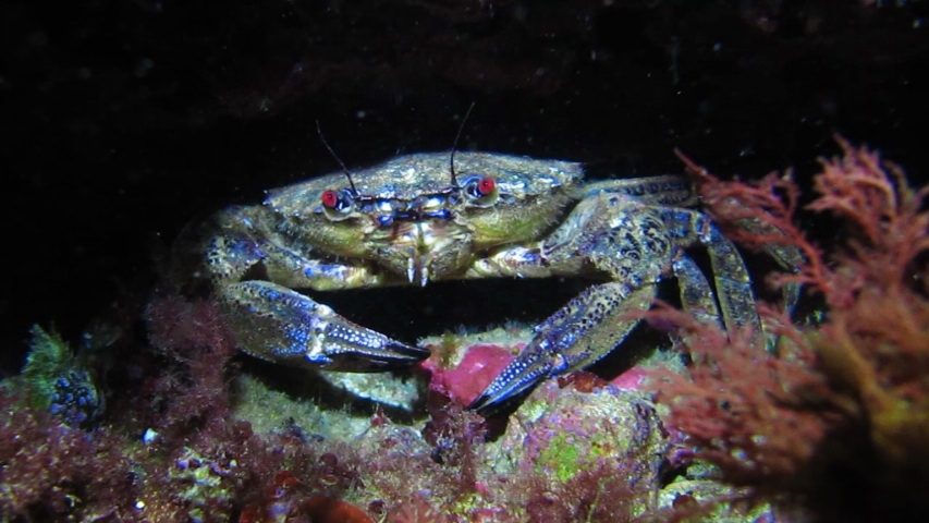 Etrille.jpg -  Polybius puber. L'étrille commune est un crabe vivant dans les fonds rocheux d' Atlantique et de Méditerranée. Il possède deux pattes à l'arrière du corps qui sont transformée en palettes natatoires ce qui lui permet de nager aisément.