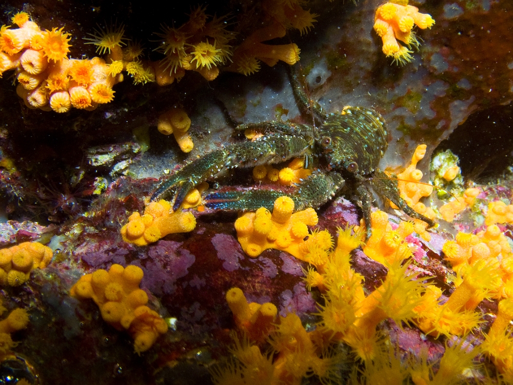 Galathea-squamifera.jpg -  Galathea squamifera. La Galathée Verte (ou Noire) est plus fréquente en Atlantique qu'en Méditerranée. Elle se réfugie dans les failles et se nourrit de détritus.