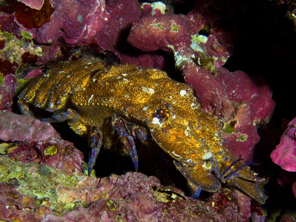 Grande-cigale.jpg -  Scyllarides latus. La Grande Cigale de mer est une espèce devenue rare en Méditerranée, elle est maintenant strictement protégée par la convention de Berne. On peut l'observer dans les zones rocheuses peu éclairées, particulièrement dans les grottes et sous les surplombs.