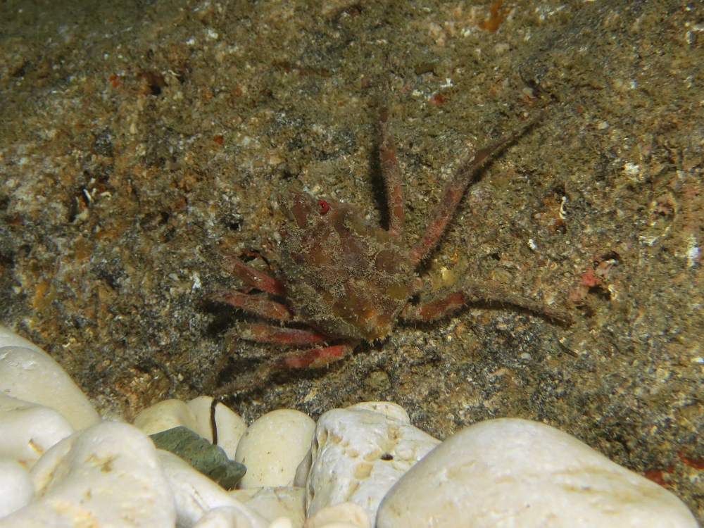 Herbstia-condyliata.jpg - Herbstia condyliata. L'araignée de mer ridée est une espèce de crabe qui vit dans les endroits sombres comme les grottes et le coralligène. Elle sort plus facilement la nuit à la recherche de nourriture. Une multitude d'organismes peuvent vivre sur sa carapace (épibiontes).