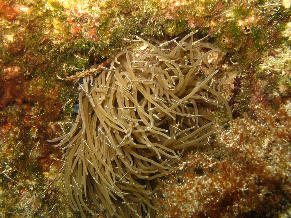 Leptomysis.jpg -  Leptomysis sp. Les mysis sont une sorte de minuscules crevettes qui forment de petits nuages denses près du fond, dans la posidonie, ou même abritées au milieu des tentacules de l'anémone verte Anemonia sulcata. Il ne vivent qu'une seule année, et se nourrissent de plancton.