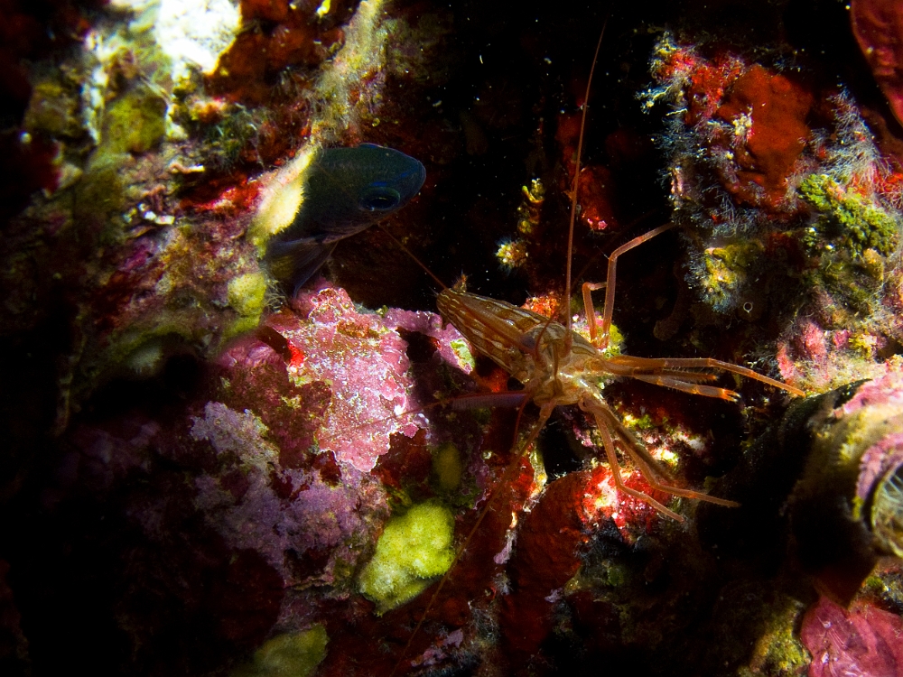 Lysmata-seticauda.jpg - Lysmata seticauda. C'est une des crevettes nettoyeuses de Méditerranée, que l'on trouve souvent sur les murènes et les congres. Elle vit parfois en groupe composé de plusieurs dizaines d'individus.