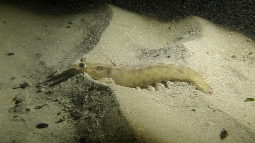 Melicertus-kerathurus.jpg - Melicertus kerathurus. La crevette caramote est une grosse crevette pouvant mesurer plus de 20cm, et qui vit enfouie dans le sable. Elle sort la nuit pour se nourrir. Il se peut que sur la photo il s'agisse de la crevette japonaise Marsupenaeus japonicus.En effet, celle-ci introduite par l'homme, a pris peu à peu la place de la caramote. Les différences physiques sont très faibles, on utilise généralement des tâches situées sur la tête. Malheureusement ici, on ne les distingue pas. Chez la caramote, ces tâches sont relativement circulaires, alors qu'elles sont en forne de bandes chez la crevette japonaise.