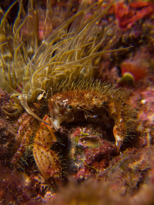 Pilumnus-villosissimus.jpg - Pilumnus villosissimus. Le pilumne à poils soyeux est un petit crabe de moins de 3 cm et qui ne vit qu'en Méditerranée occidentale. Il est facilement reconnaissable grâce aux longs poils qui recouvrent son corps. On le rencontre à faible profondeur, et souvent abrité directement sous une anémone, comme ici sous une aiptasie verte.