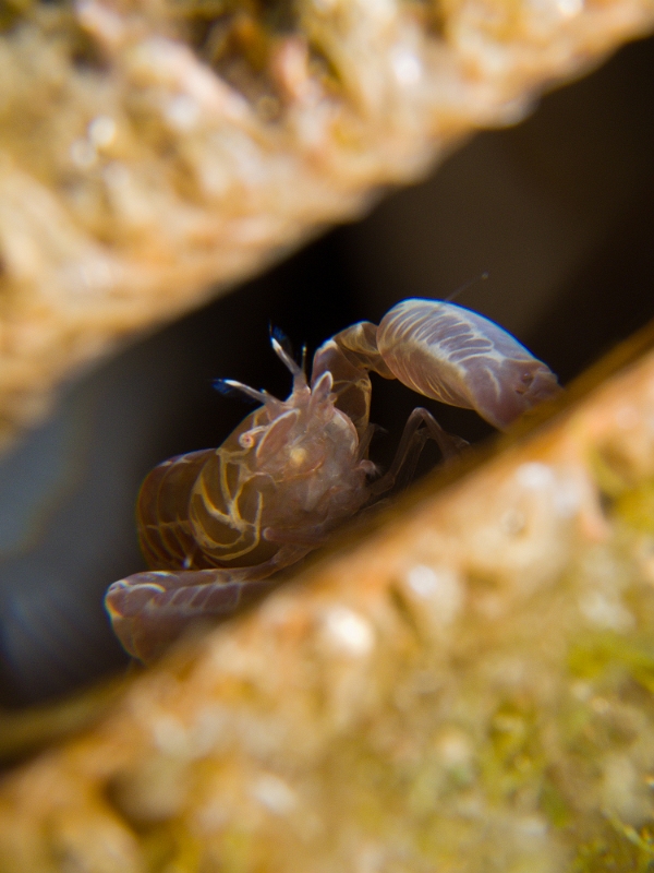Pontonia-pinnophylax.jpg - Pontonia pinnophylax. La crevette des nacres est une espèce difficile à observer puisqu'elle vit en symbiose à l'intérieur des valves de son hôte, la grande nacre ou même les autres nacres.