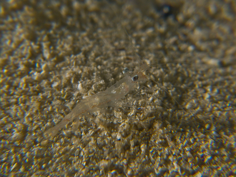 Processa-macrophthalma.jpg -  Processa macrophthalma. La crevette autruche à gros yeux, est un crustacé nocturne, puisque la journée, elle est enfouie dans le sable et ne sort qua la nuit pour se nourrir. On peut la voir près de la posidonie, sur les fonds sableux. Ici, un mâle, beaucoup plus transparent que la femelle.