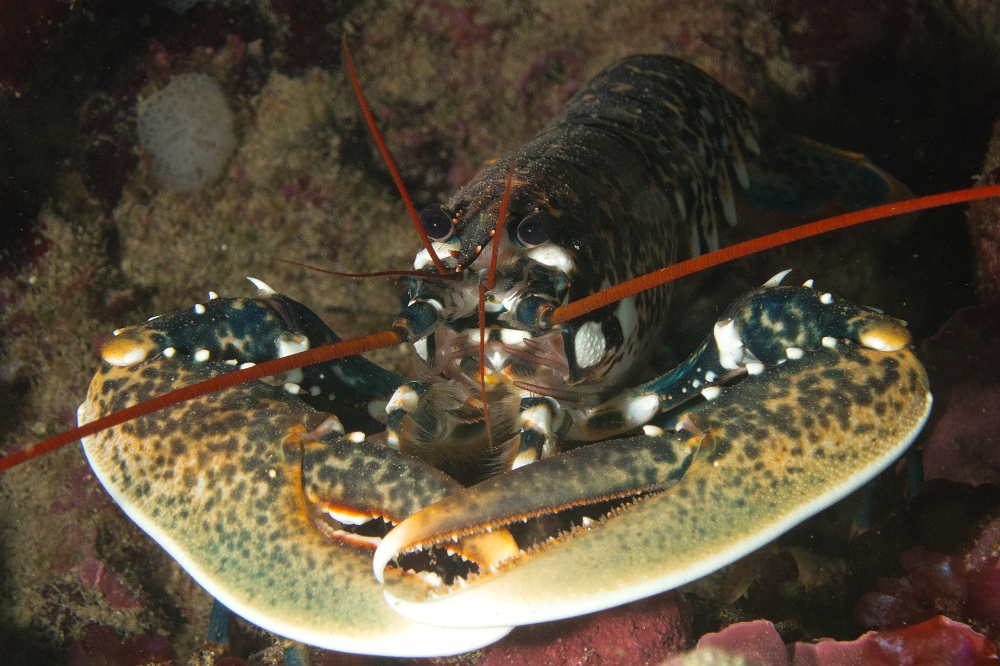 homarus-gammarus.jpg - Homarus gammarus. Le homard européen vit en Méditerranée et en Atlantique jusqu'en Manche. On le trouve dans les failles rocheuses mais il est devenu très rare à cause de la surpêche dont il a été victime. Il possède deux grosses pinces différentes: une puissante pour casser des coquilles par exemple, l'autre plus fine et coupante.