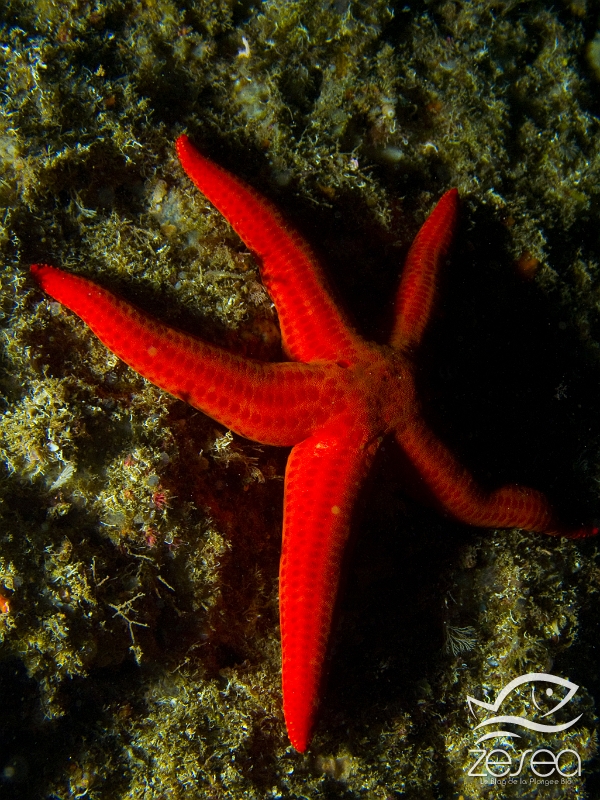 Hacelia-attenuata.jpg - Hacelia attenuata. L'étoile de mer lisse est bien moins fréquente que l'étoile rouge. Elle est sciaphile, c'est pourquoi vous ne la rencontrerez que sous les surplombs ou bien dans les grottes.