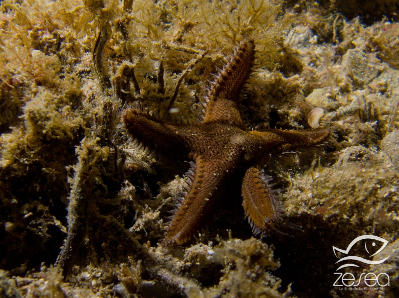 Petite-etoile-peigne.jpg - Astropecten spinulosus. La petite étoile peigne est comme son nom l'indique la plus petite des espèces d'étoiles-peigne. Elle aussi est une espèce endémique de la Méditerranée. Elle est beaucoup plus foncée que les autres espèces, et se déplace rapidement sur le sable lorsqu'elle recherche des petites proies.