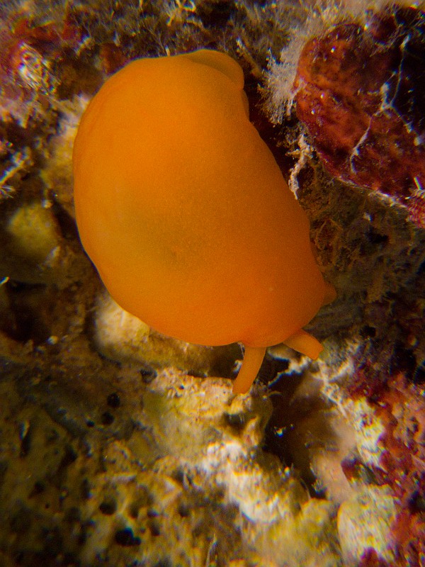 Berthelle-orange.jpg - Berthella aurantiaca (ou Berthellina edwardsii). Ces deux espèces de Berthelle orange sont impossibles à reconnaître à l'oeil nu, seul l'examen de la coquille interne le permet.