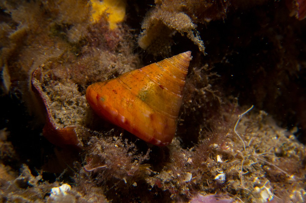 Calliostoma-conulus.jpg - Calliostoma conulus. La troque orange est un petit gastropode d'environ 2 centimètres de couleur assez vive. Ils ont un mode de vie plutôt nocturne et on les rencontre sur les fonds rocheux essentiellement.
