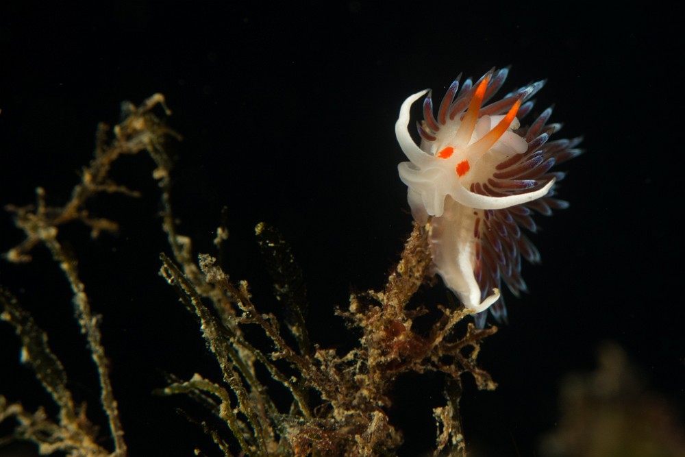 Cratena-peregrina.jpg - Cratena peregrina - Ordre des nudibranches. Cette limace de mer appelée Hervia, se rencontrent sur les parois rocheuses à faible profondeur pendant la période estivale.