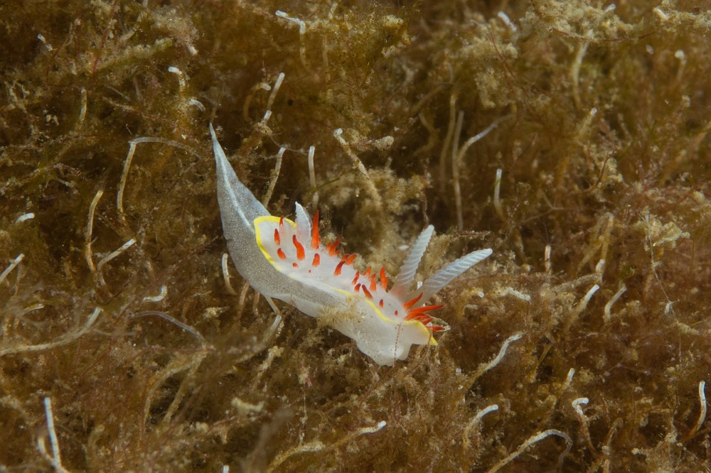 DSC06194-2.jpg - Diaphorodoris papillata - Ordre des nudibranches. Le doridien à papilles rouges est une petite limace, pas plus grande qu'1cm. Présent jusqu'à environ 30m, il fréquente les zones rocheuses recouvertes d'algues, et de bryozoaires dont il se nourrit.