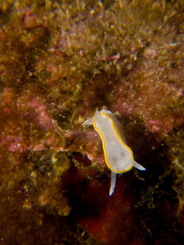 Diaphrodoris-luteocincta.jpg - Diaphorodoris luteocincta - Ordre des nudibranches. La doris cerclée est une petite limace d'environ 1cm présente dans les algues côtières jusqu'à environ 25m de profondeur.
