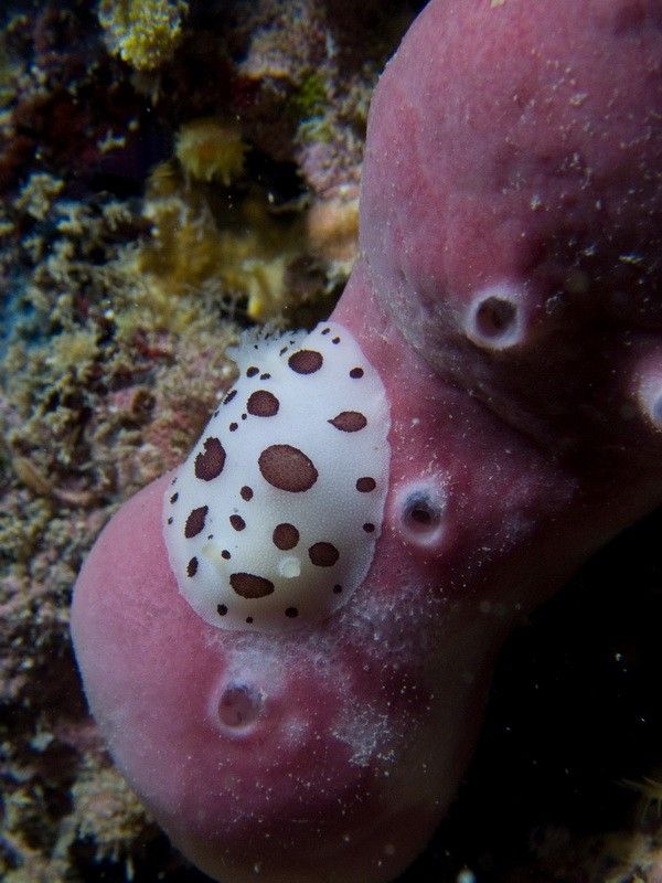 Doris-dalmatienne-eponge.jpg - Peltodoris atromaculata - Ordre des nudibranches. La Doris dalmatienne est un nudibranche qui se nourrit uniquement d'une espèce d'éponge, Petrosia ficiformis, comme on peut le voir sur cette photo.