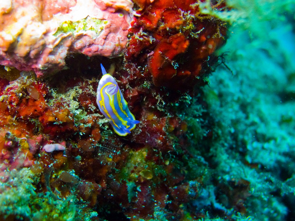 Felimida-Chromodoris-britoi.jpg - Felimida (Chromodoris) britoi - Ordre des nudibranches . Le Doris de Brito se rencontre dans le coralligène ou le prè-coralligène, il se nourrit d'algues calcaires.