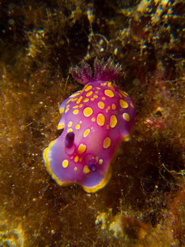 Felimida-Chromodoris-luteorosea.jpg - Felimida (Chromodoris) luteorosea - Ordre des nudibranches.. Le Doris à taches d'or est un petit Doris aux couleurs superbes qui donne à la Méditerranée des teintes tropicales. On le trouve dans le coralligène, jusqu'à plus de 50m.