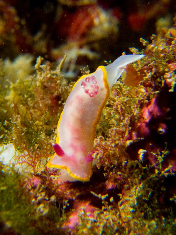 Felimida-Chromodoris-purpurea.jpg - Felimida (Chromodoris) purpurea - Ordre des nudibranches. Le doris rose est présent sur les fonds rocheux, et dans le coralligène, jusqu'à environ une quinzaine de mètres de profondeur. Lui aussi se nourrit d'éponges comme la plupart des nudibranches doridiens.
