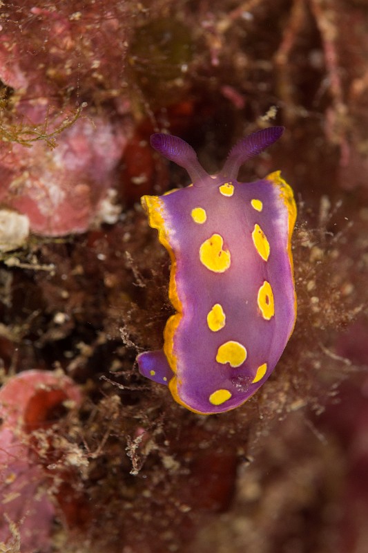 doris-tache-or.jpg - Felimida (Chromodoris) luteorosea - Ordre des nudibranches.. Le Doris à taches d'or est un petit Doris aux couleurs superbes qui donne à la Méditerranée des teintes tropicales. On le trouve dans le coralligène, jusqu'à plus de 50m.