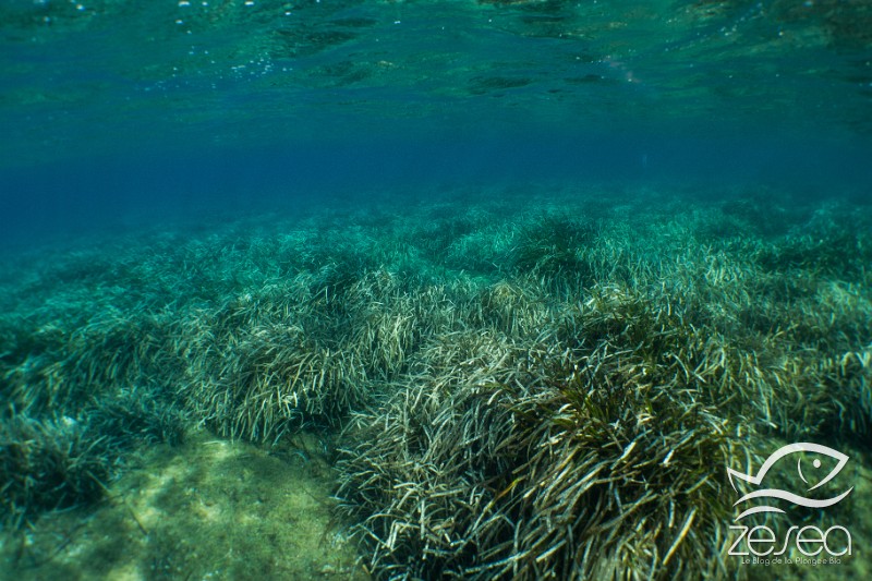 Posidonia-oceanica.jpg - Posidonia oceanica. La posidonie, endémique à la Méditerranée pour cette espèce (il en existe 8 autres espèces en Australie), constitue un des écosystèmes les plus importants et productifs. A elle seule, elle abrite près d'un quart des espèces marines de Méditerranée.
