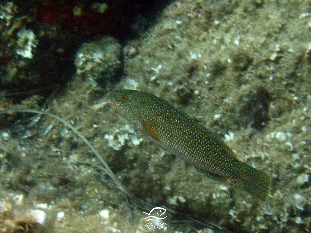 Classification des animaux marins de Méditerranée/Les POISSONS de