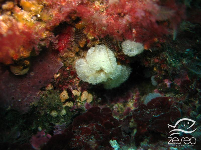 Aplidium.jpg - Aplidium sp. . Ce sont des petites ascidies vivant en colonie que l'on peut trouver sous les surplombs à quelques metres de la surface.