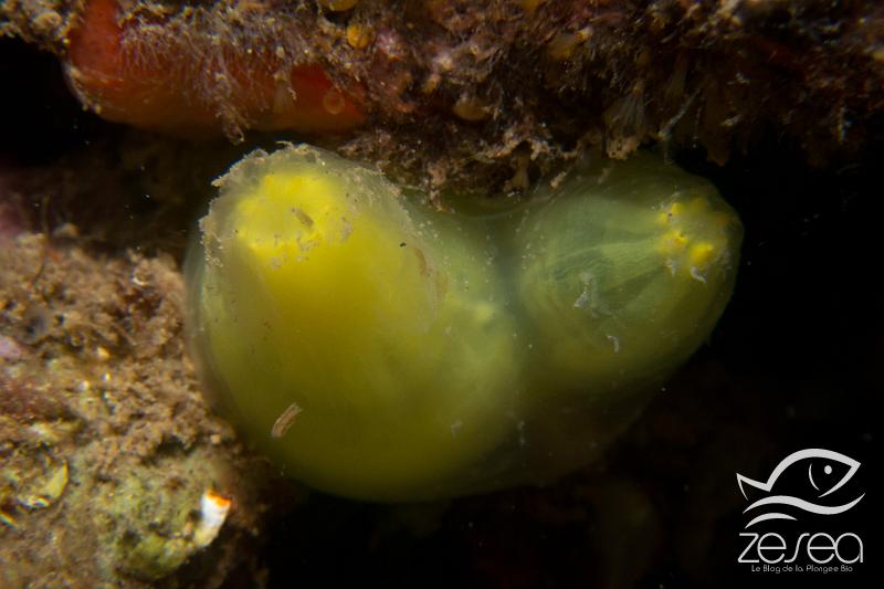 Ciona-edwardsi.jpg - Ciona edwardsi. L'ascidie jaune de Edwards, est une ascidie endémique à la Méditerranée et plutôt rare. Elle mesure une dizaine de centimètres de haut. Son siphon inhalent possède 8 lobes, et son siphon exhalent 6. Elle vit sur les fonds rocheux et dans le coralligène.
