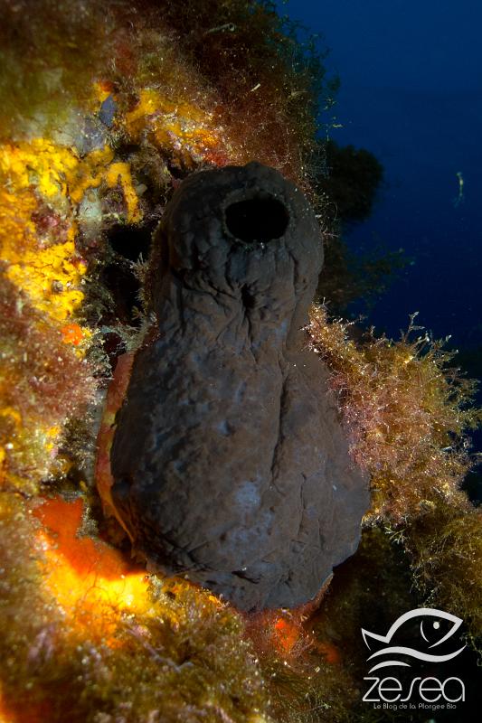 IMG_8128.jpg - Phallusia fumigata. L'ascidie noire est une ascidie solitaire pouvant mesurer environ 8 cm de hauteur. C'est une espèce que l'on rencontre principalement en Méditerranée, mais aussi en Atlantique et Manche.