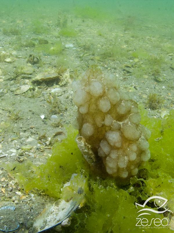 Phallusia-mamillata.jpg -  Phallusia mamillata. L'Ascidie blanche colonise divers fonds marins de la surface jusqu'à des grandes profondeurs. Cependant, on les voit souvent dans les eaux saumâtres, comme ici dans l'étang de Thau, ou bien dans les ports. Elle filtre l'eau pour se nourrir avec ses siphons.