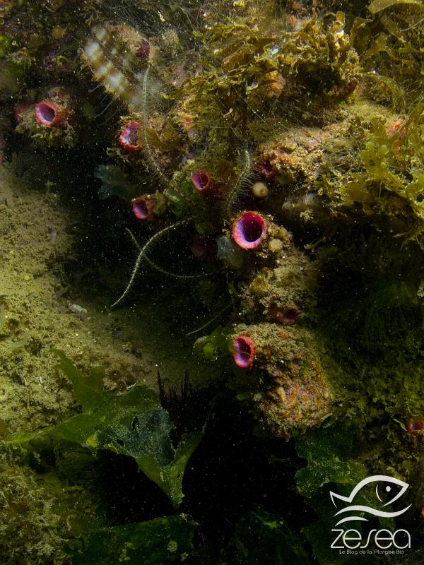 Pyura-dura.jpg - Pyura dura. Le violet à bouche rose est une ascidie qui se fixe sur des substrats rocheux ou même de la posidonie. On la rencontre souvent dans les eaux saumâtres comme dans l'étang de Thau.