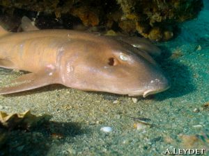 Bamboo shark