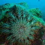 Crown of thorn Acanthaster planci