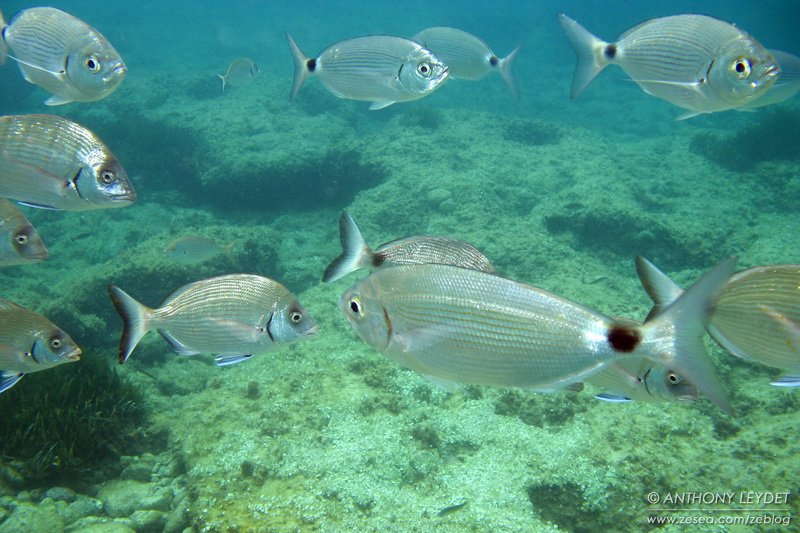 Les 25 poissons les plus courants de la mer Méditerranée. – MLP Fishing
