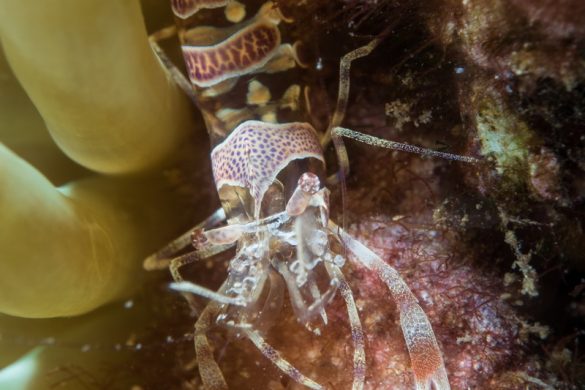 Crevette Periclimenes, la préférée du plongeur bio