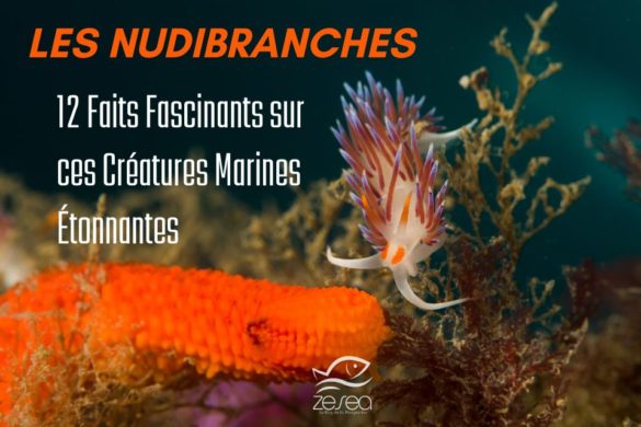 Nudibranches : 12 faits fascinants sur ces créatures marines étonnantes