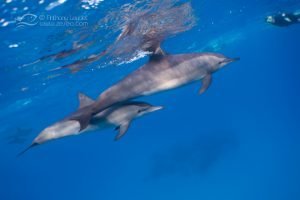 Nager avec les dauphins en liberté