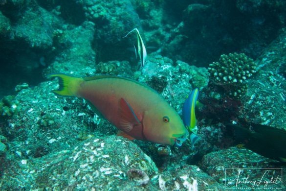 Female Red Sea Steephead (Chlorurus gibbus)