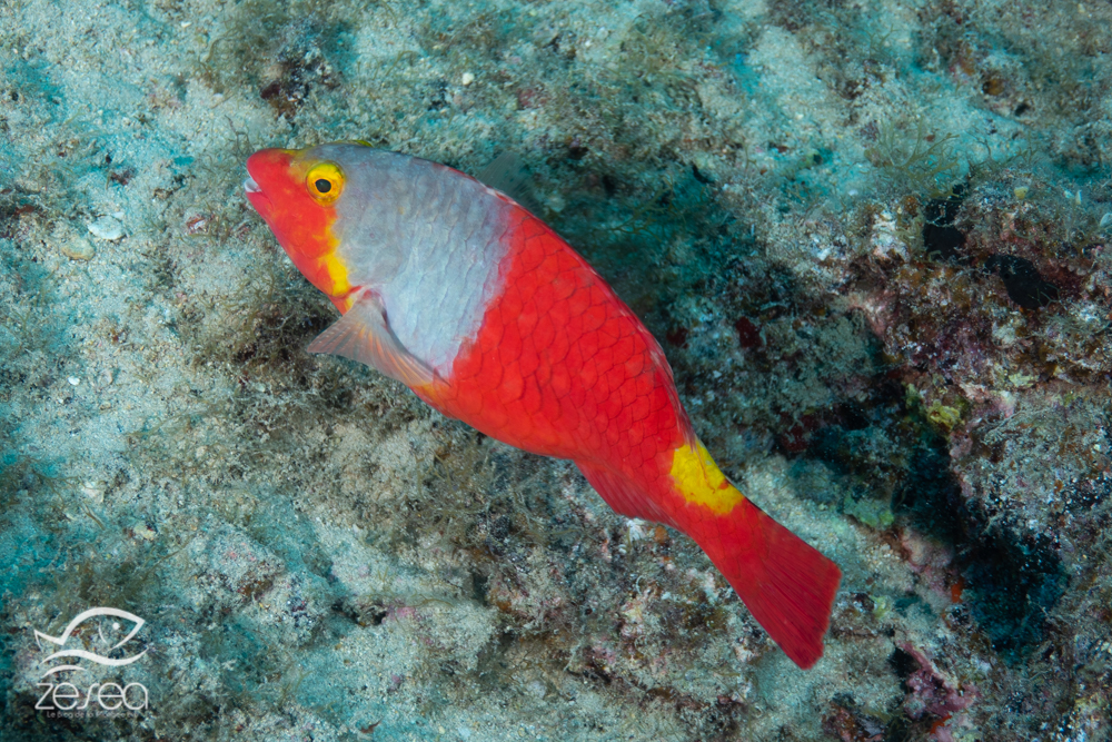 Poisson-perroquet méditerranéen (Sparisoma cretense)