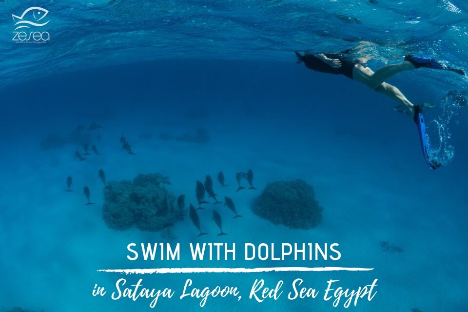 Swim with dolphins in Sataya lagoon, Red Sea Egypt