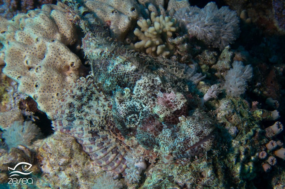 Une rascasse à tête plate camouflée dans le récif