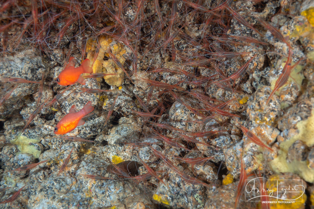 Dans la grotte Cueva de las Gambas, les crevettes-narvals !