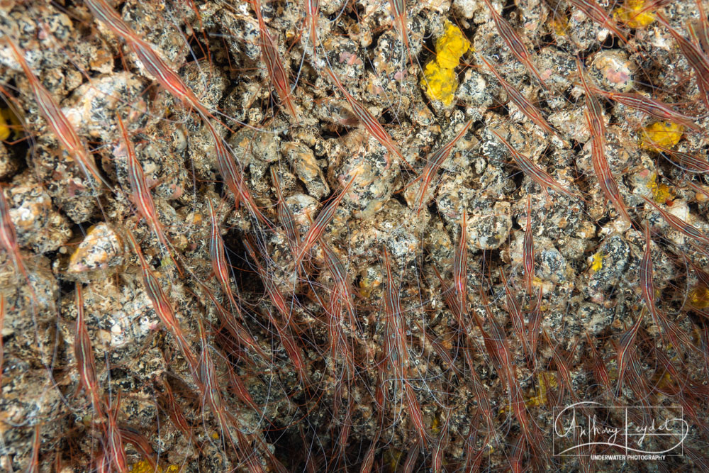 Dans la grotte Cueva de las Gambas, les crevettes-narvals !