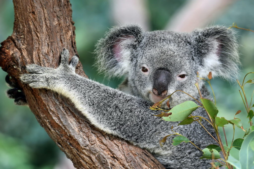 Koala en Australie